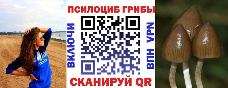 Псилоцибиновые грибы мицелий  Гурьевск 
